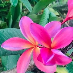 Meet your Posher, Daisy